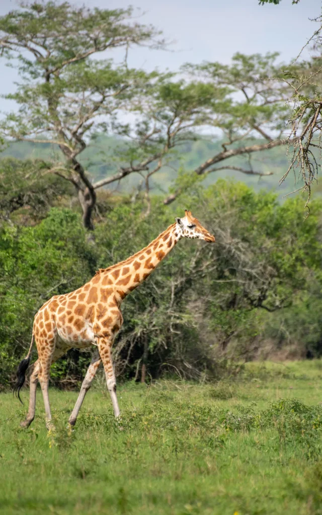 Giraffe browsing acacia in Lake Mburo National Park