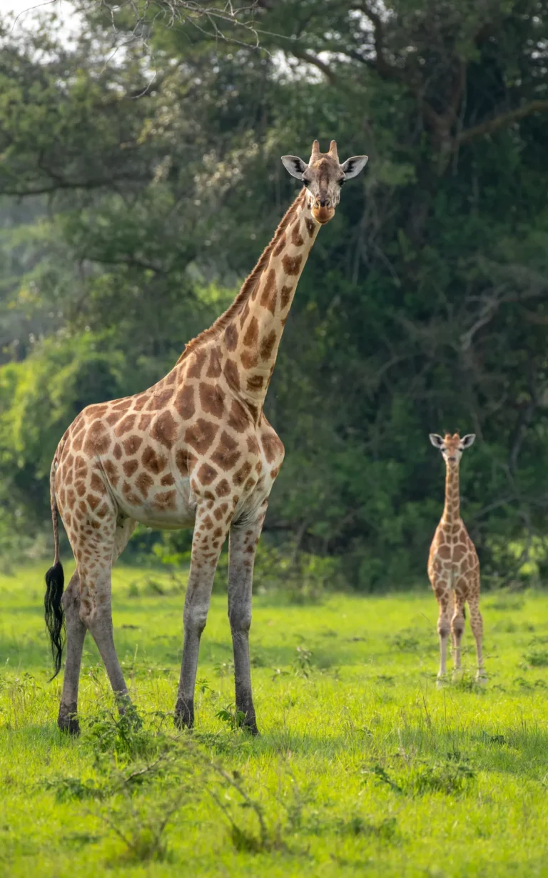 Giraffe mother and small calf on green grass in Lake Mburo National Park