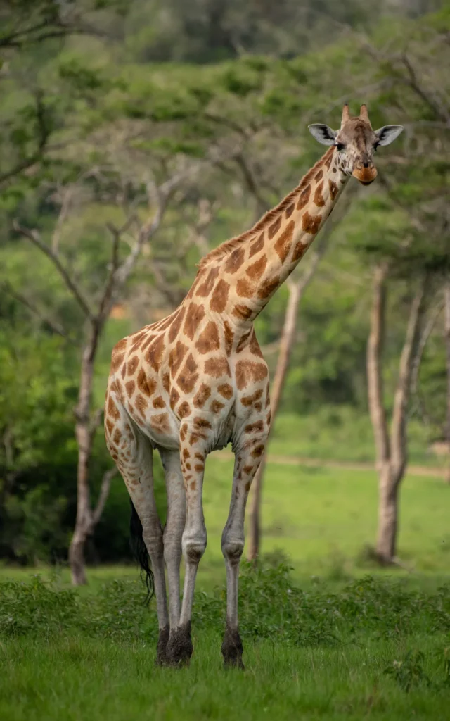 Giraffe standing among acacia in Lake Mburo National Park