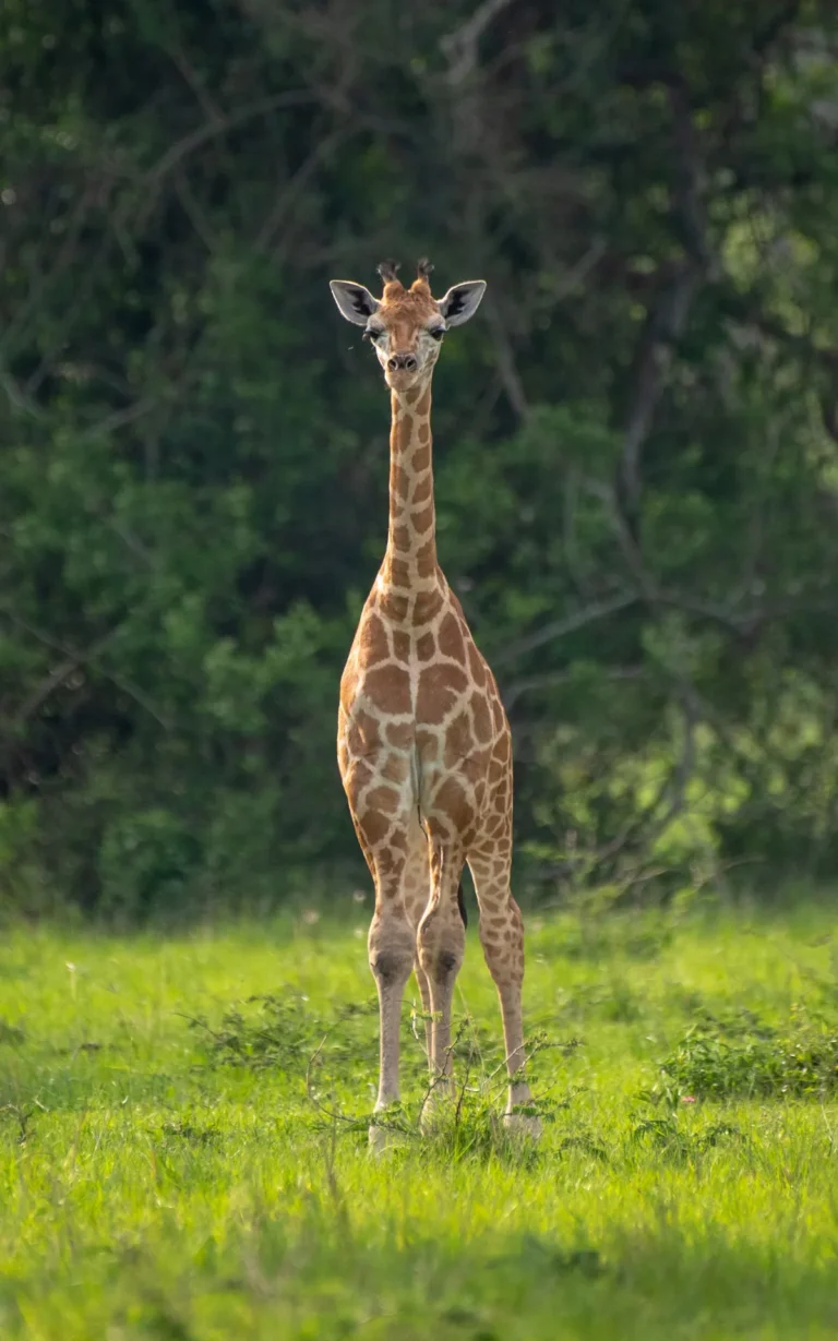 Giraffe standing tall on green grass in Lake Mburo National Park