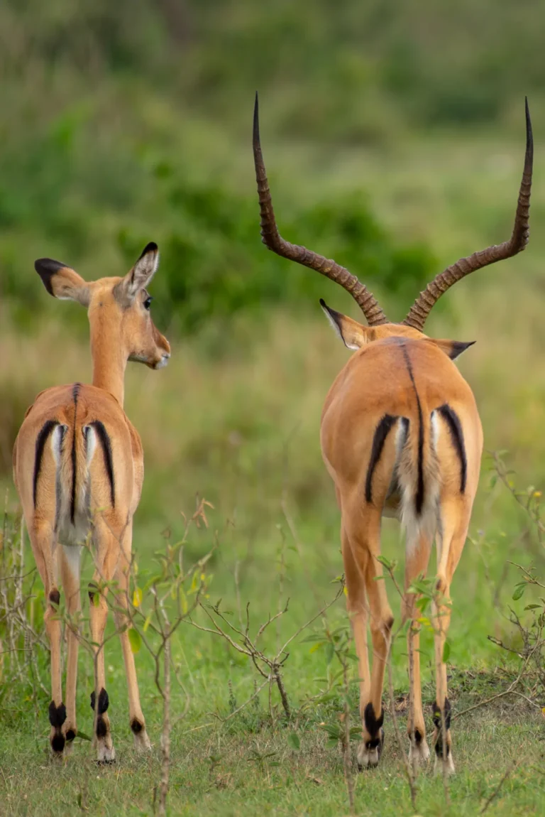 Impala pair in green bush in Lake Mburo National Park
