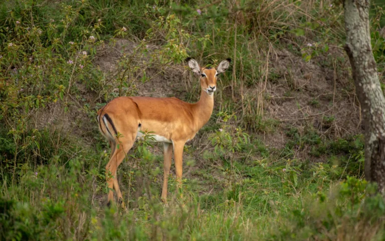 Impala ram in the woodland of Lake Mburo National Park