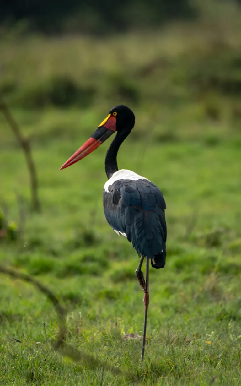 Saddle-billed stork in Lake Mburo National Park