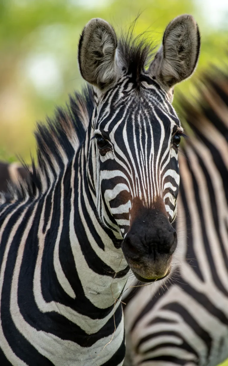 Close portrait of a zebra in Lake Mburo National Park