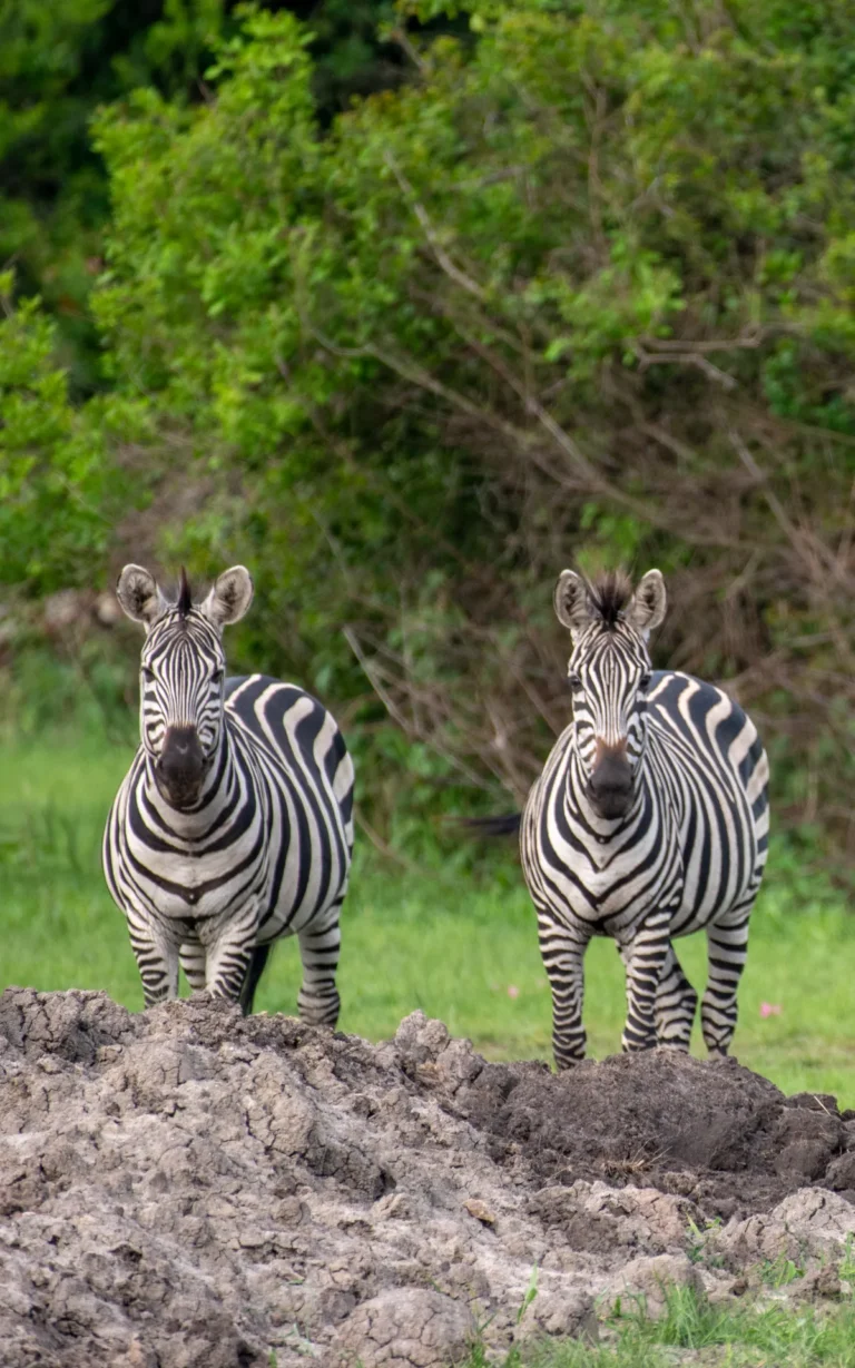Pair of zebras on a mud bank in Lake Mburo National Park