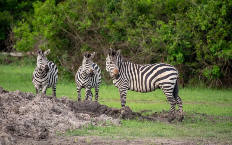 Zebras at a waterhole in Lake Mburo National Park