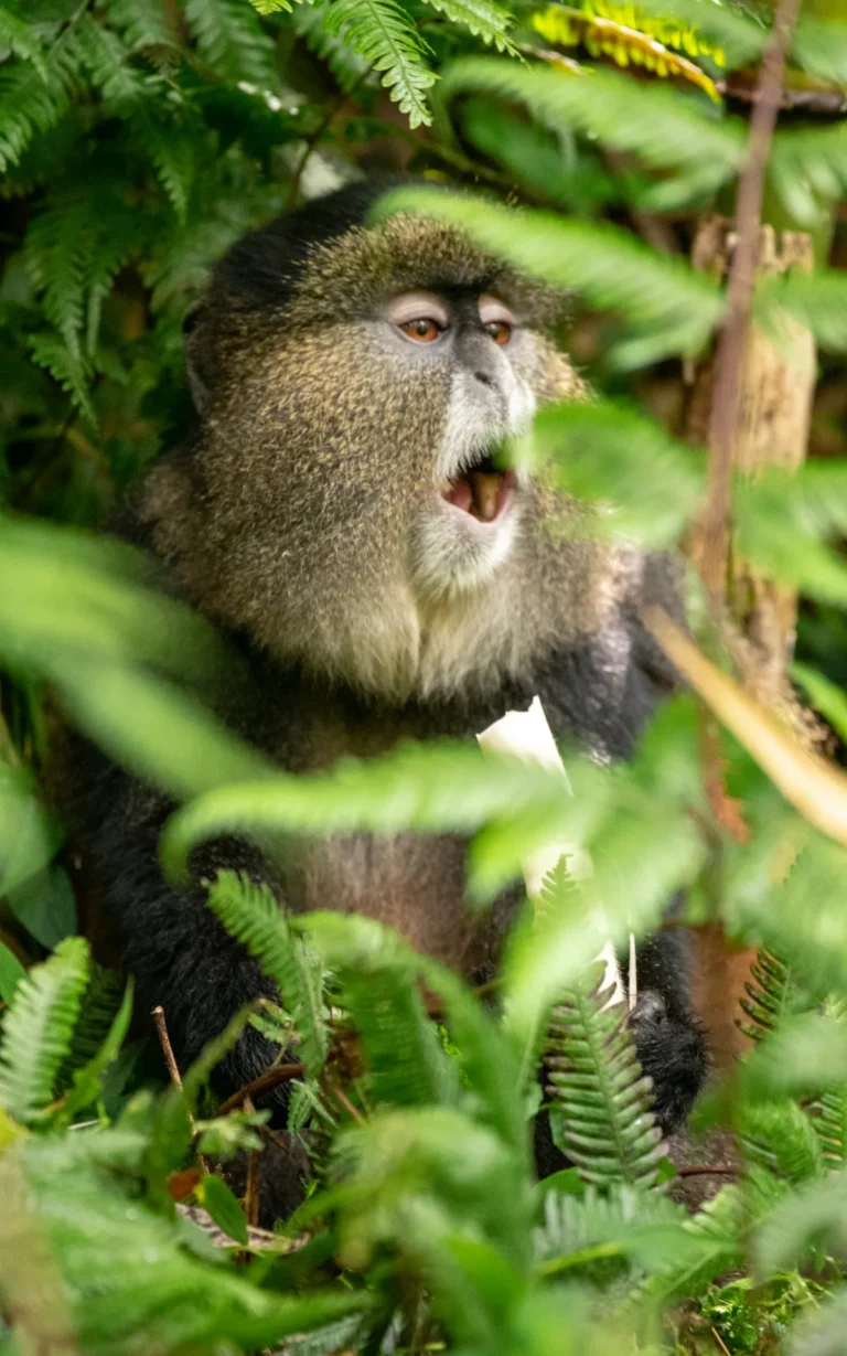 Golden monkey calling in Mgahinga Gorilla National Park