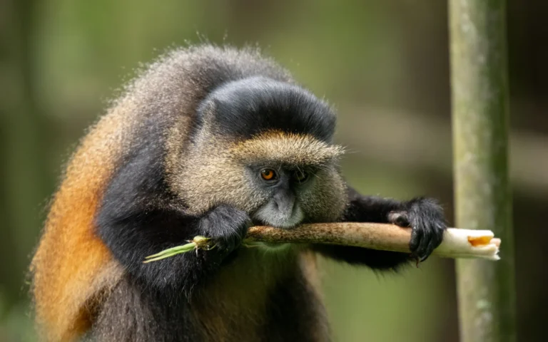 Golden monkey eating bamboo shoot in Mgahinga Gorilla National Park