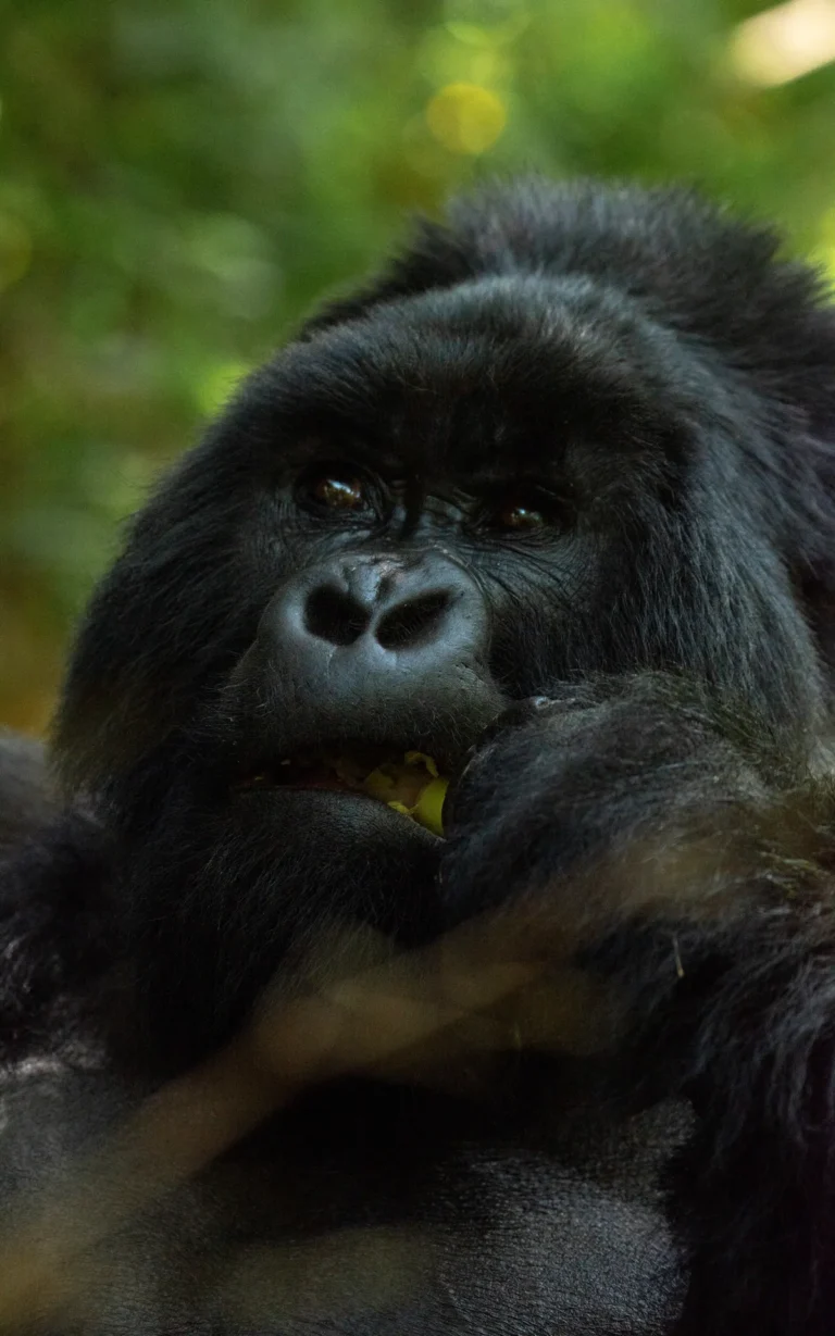 Close view of a mountain gorilla in Mgahinga Gorilla National Park
