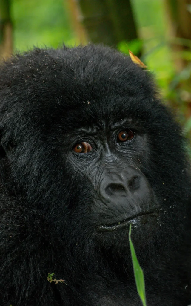 Mountain gorilla portrait among bamboo in Mgahinga Gorilla National Park