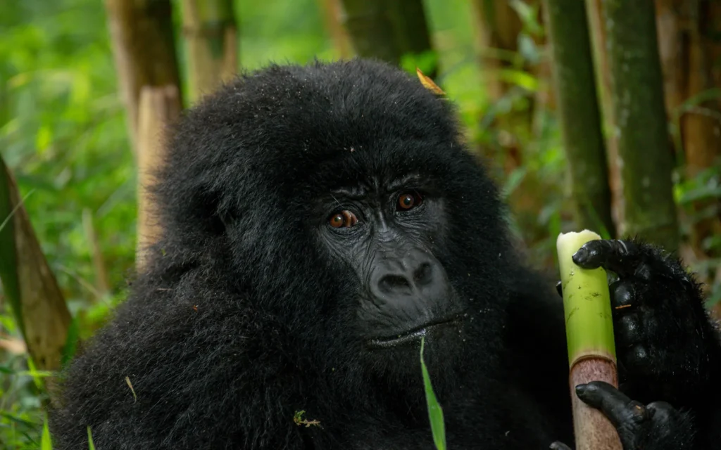 Young mountain gorilla in bamboo in Mgahinga Gorilla National Park