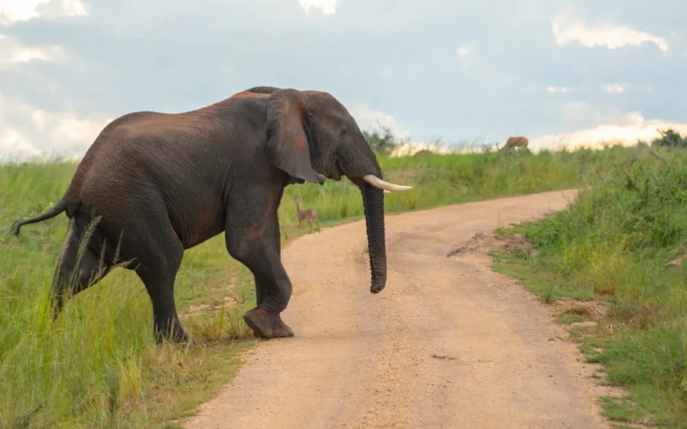 Elephant crossing a track in Murchison Falls National Park