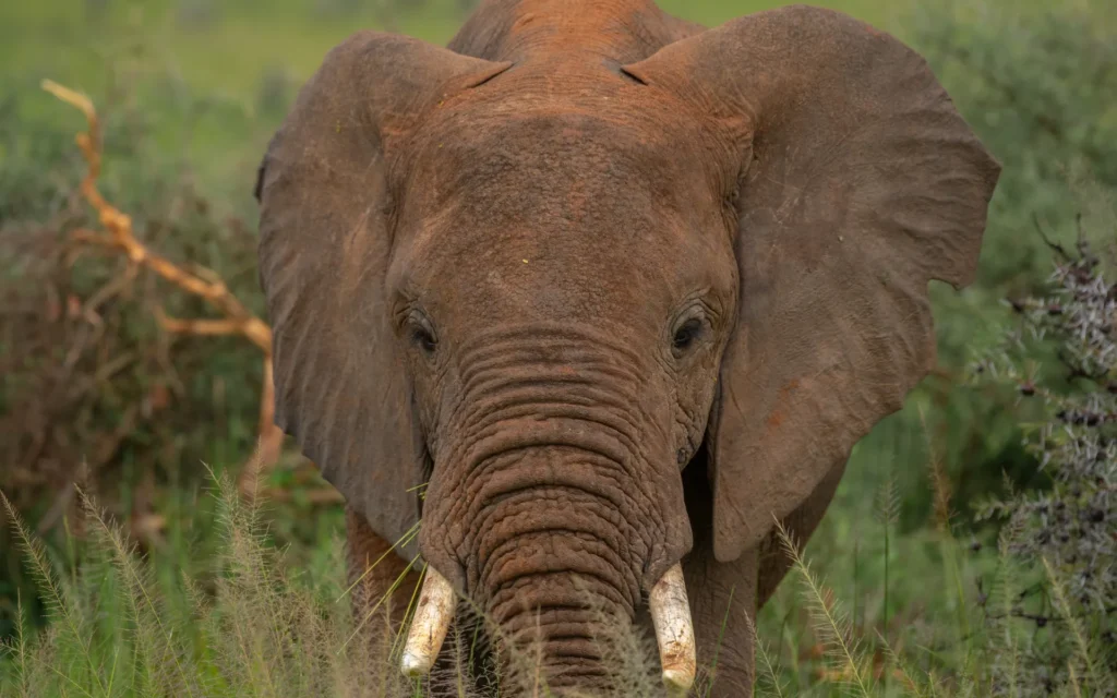 Elephant facing the camera in Murchison Falls National Park