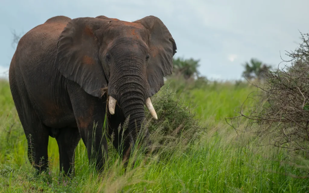 Elephant on the savannah in Murchison Falls National Park
