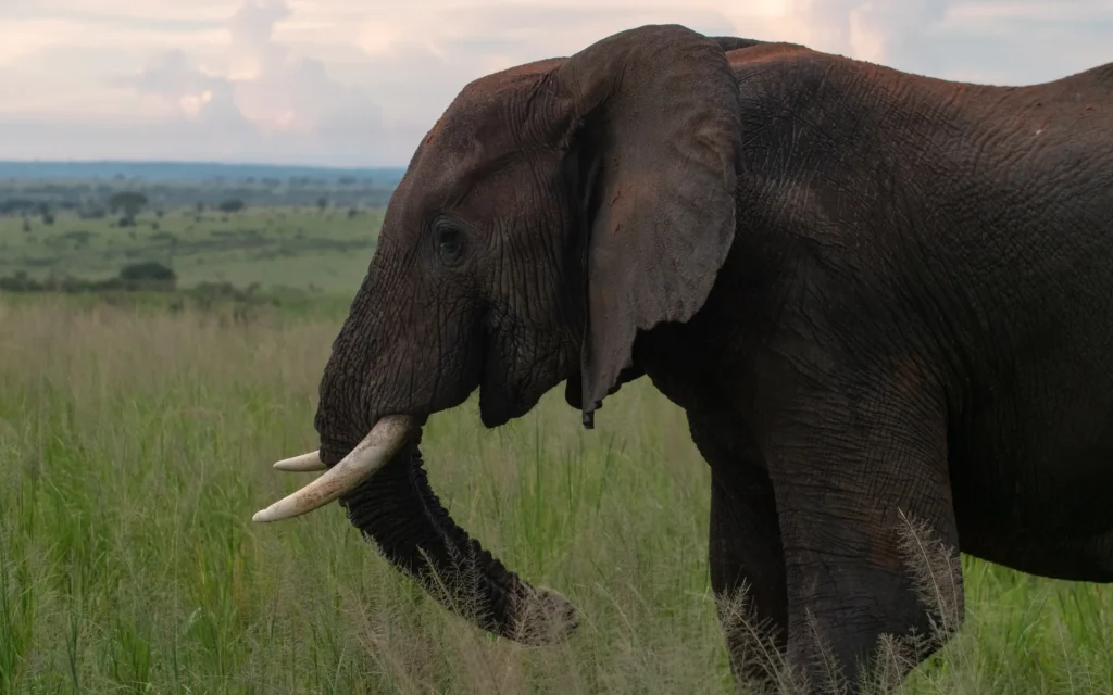 Close view of an elephant with tusks in Murchison Falls National Park