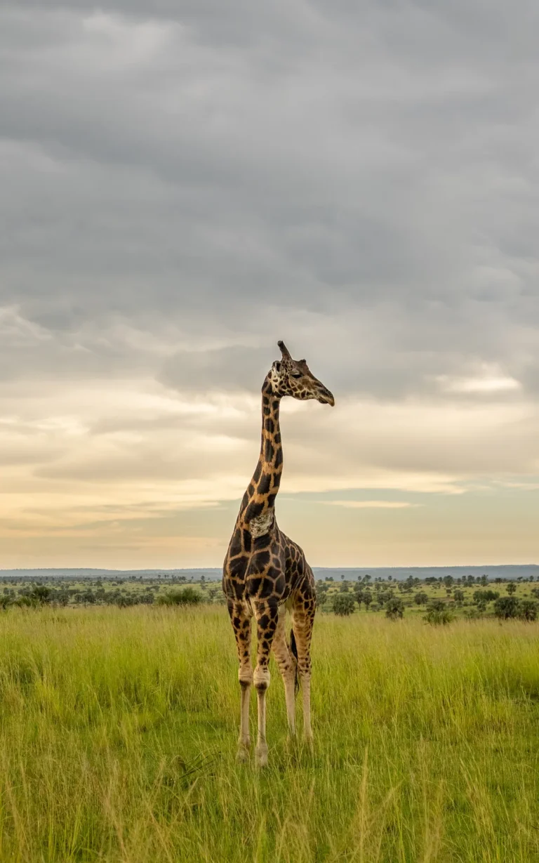Giraffe standing in grass at dusk in Murchison Falls National Park
