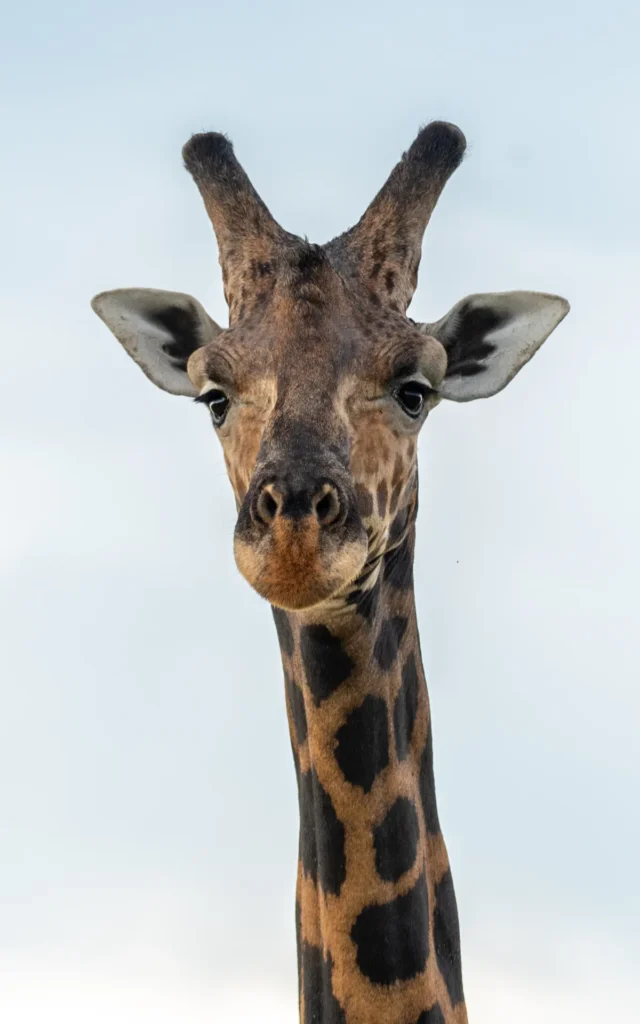 Giraffe face on against the sky in Murchison Falls National Park