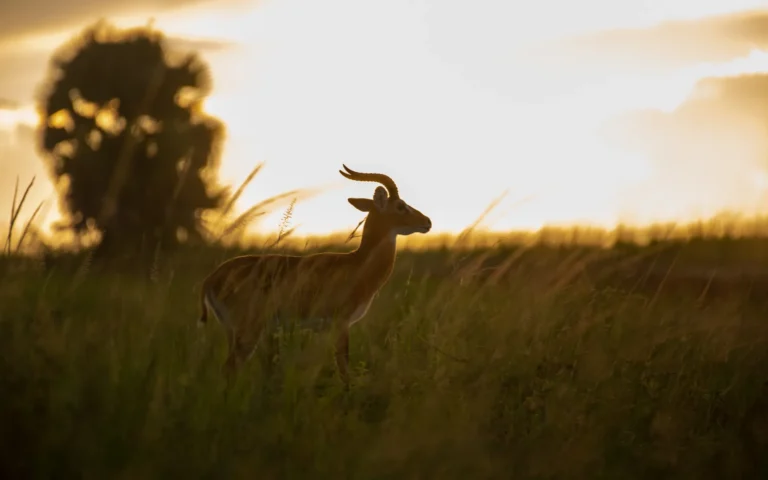 Uganda kob silhouetted at sunset in Murchison Falls National Park