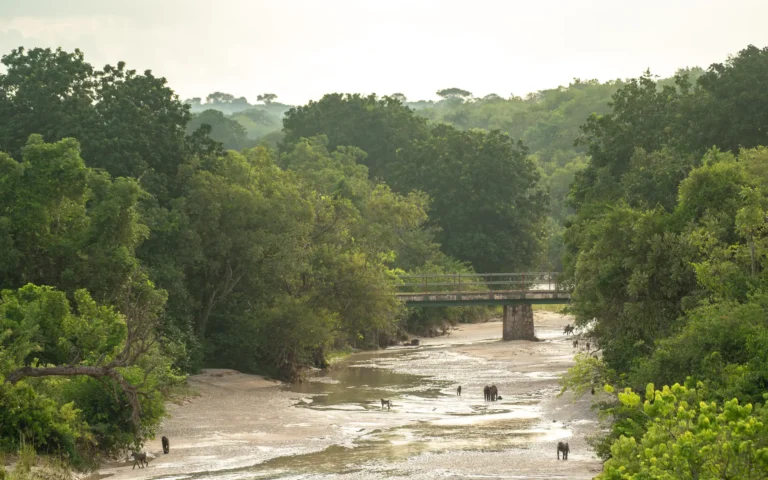 Aerial view of a river through forest in Murchison Falls National Park