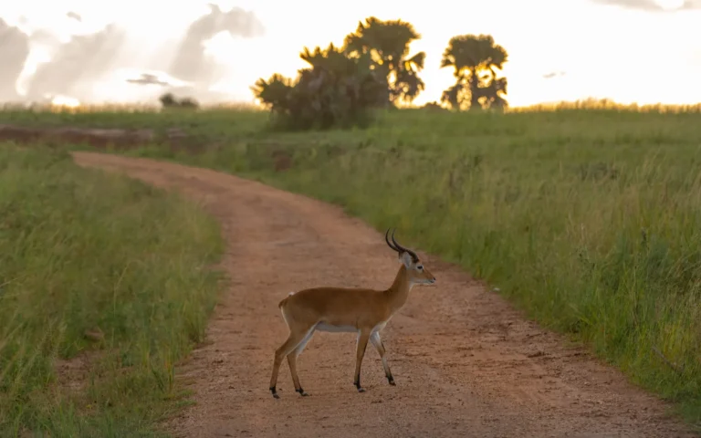 Uganda kob standing on a track in Murchison Falls National Park