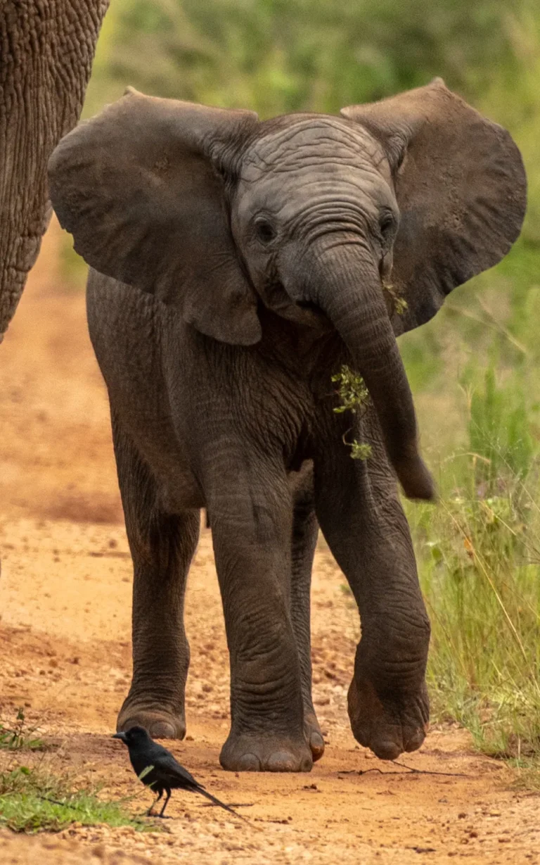 Young elephant with ears out in Murchison Falls National Park