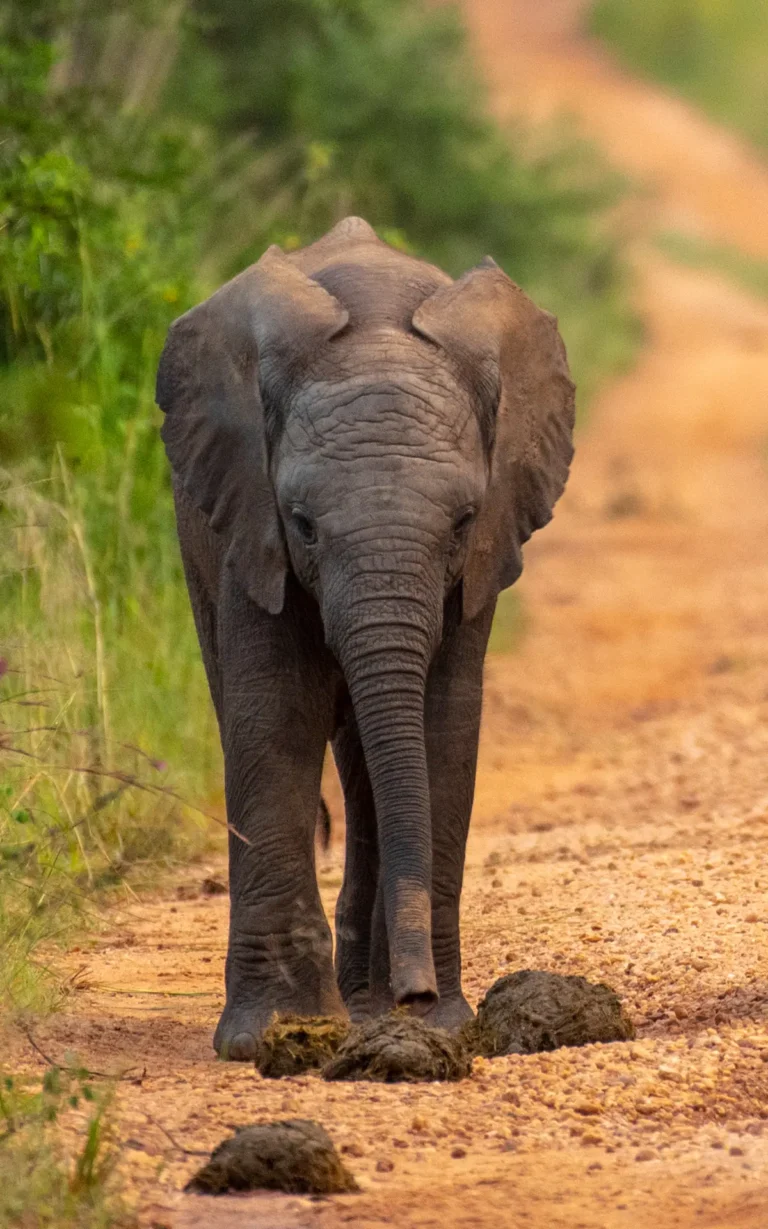 Young elephant walking towards the camera in Murchison Falls National Park