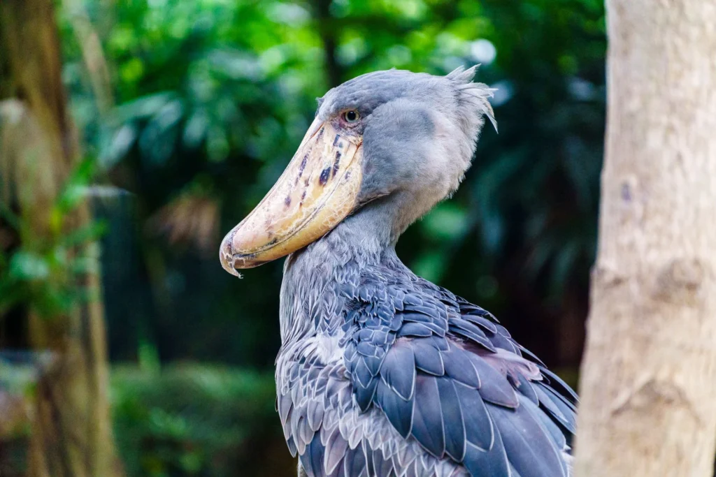 A shoebill stork in lush green forest