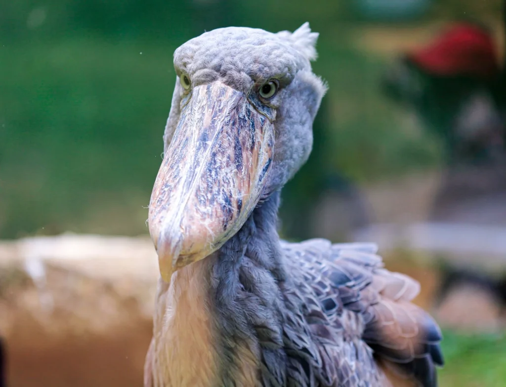 Close-up portrait of a shoebill stork