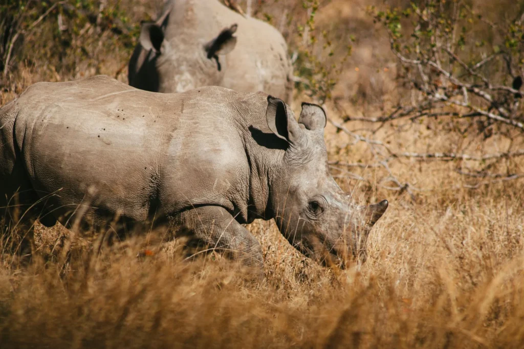 Rhinos grazing in Kruger National Park, South Africa