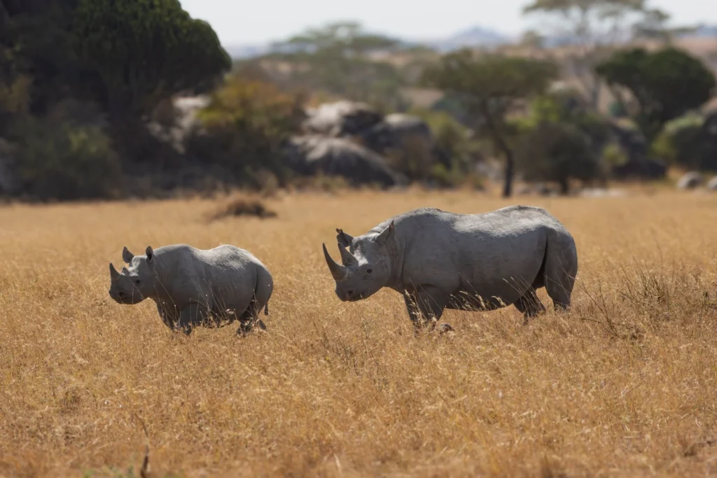Two rhinos walking across the Serengeti, Tanzania