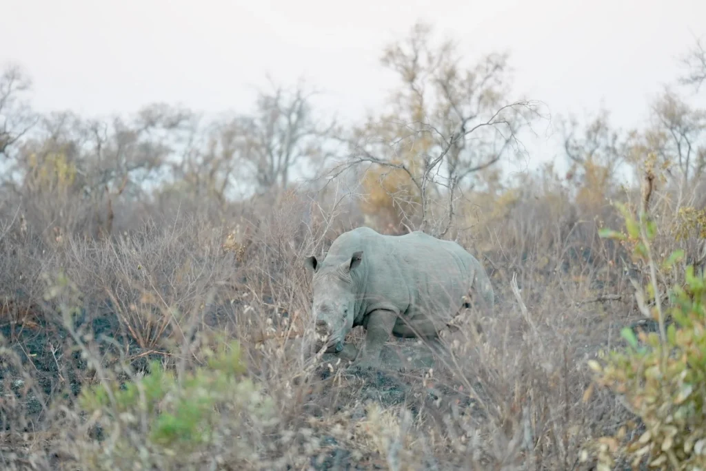 White rhino standing in dry grassland, South Africa