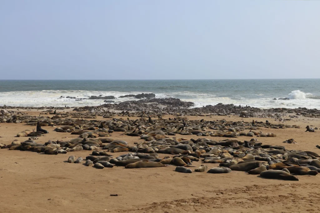 A seal colony resting on the beach at Cape Cross, Namibia