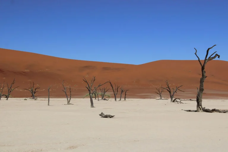 Dead trees and red dunes at Sossusvlei, Namibia