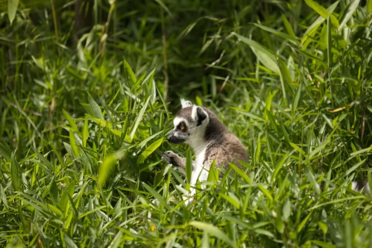 Ring-tailed lemur in the grass, Madagascar