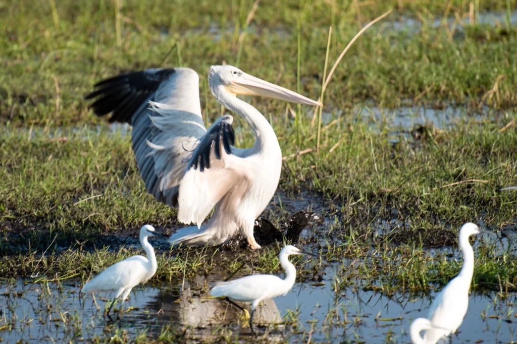 Great white pelican landing in a wetland, Okavango Delta