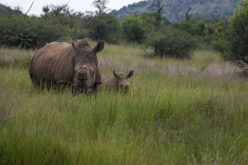 A rhino and her calf grazing, Kruger National Park