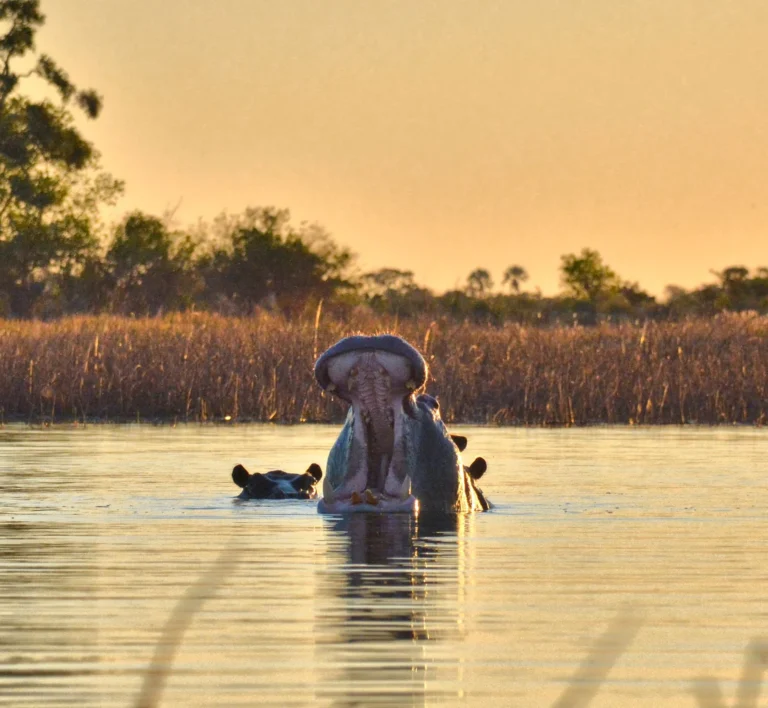 A hippo yawning at sunset, Botswana