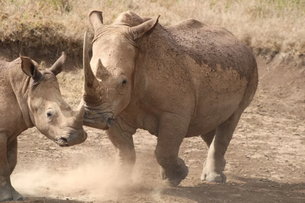 Two rhinos on dusty savannah, Nakuru County, Kenya