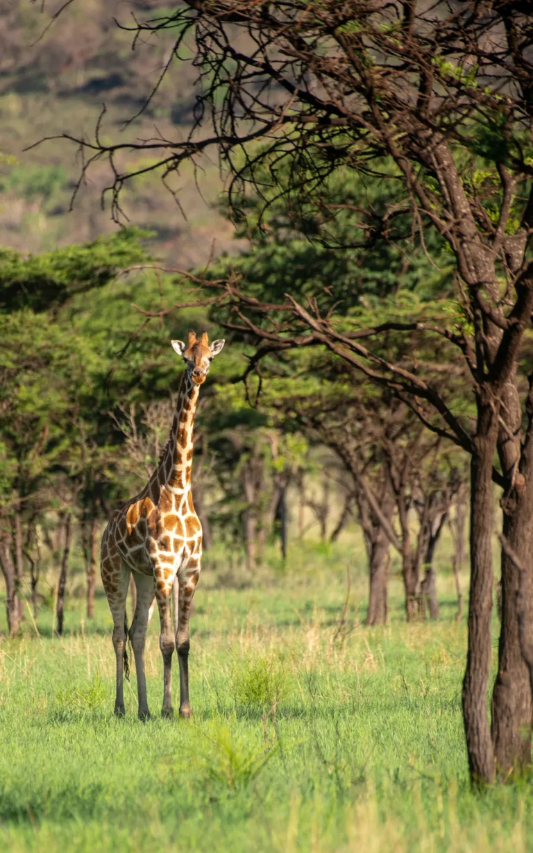 Giraffe among acacia in Pian Upe Wildlife Reserve