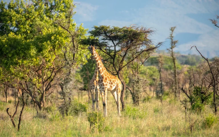 Giraffe in green bush in Pian Upe Wildlife Reserve
