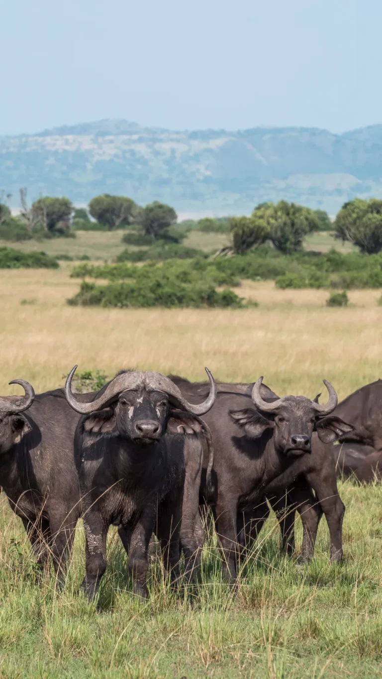 Cape buffalo herd on the Queen Elizabeth plains