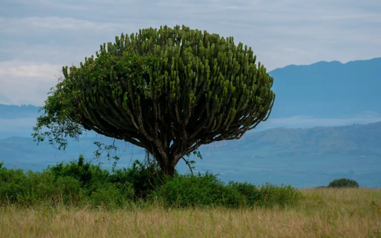 Candelabra euphorbia tree on the Queen Elizabeth plains