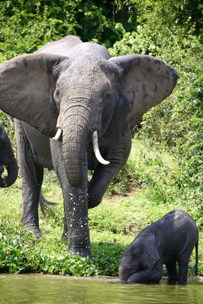 Elephant and calf at the water in Queen Elizabeth National Park