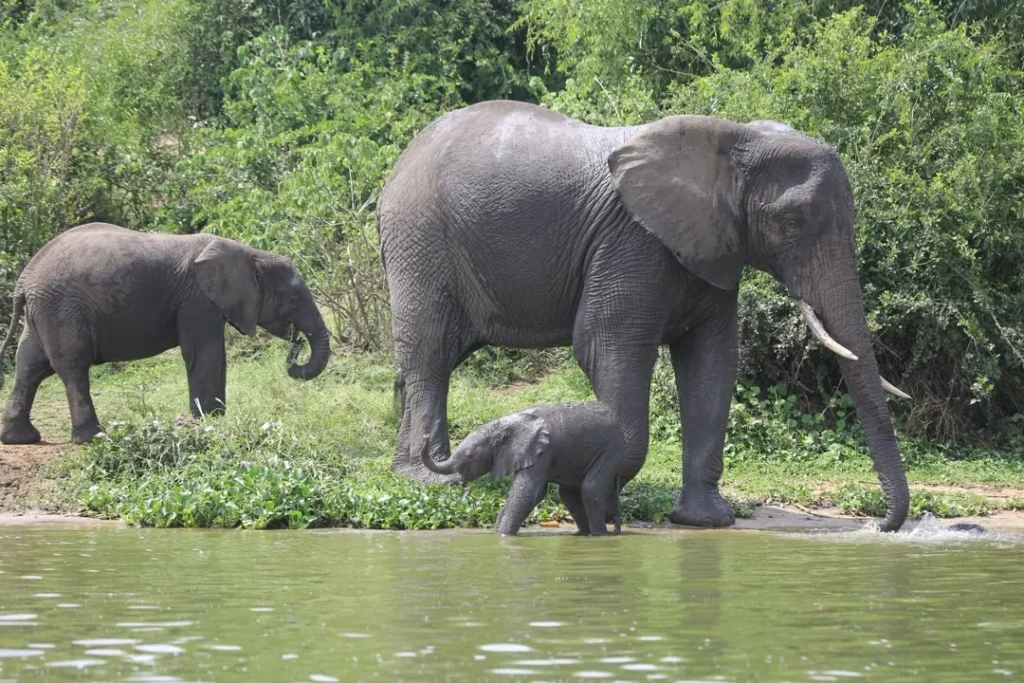 Elephant mother and calves beside the Kazinga Channel