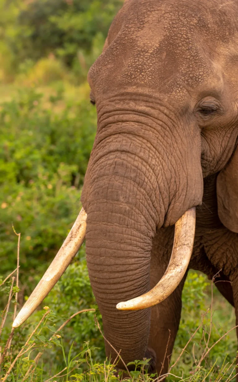 Elephant with long tusks in Queen Elizabeth National Park