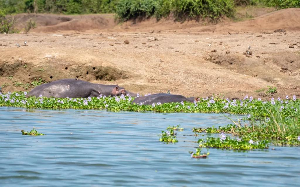 Hippos resting along the Kazinga Channel shore