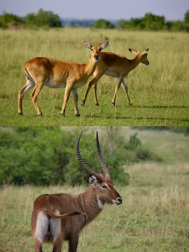 Uganda kob and waterbuck in Queen Elizabeth National Park