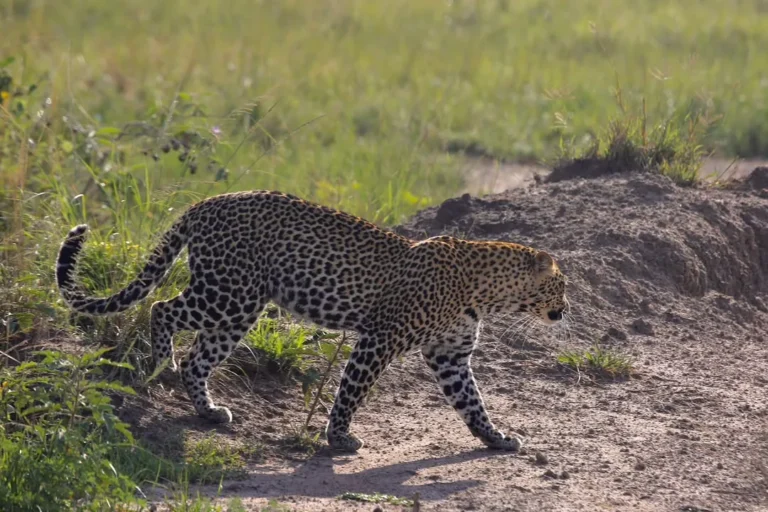 Leopard crossing a sandy track in Queen Elizabeth National Park