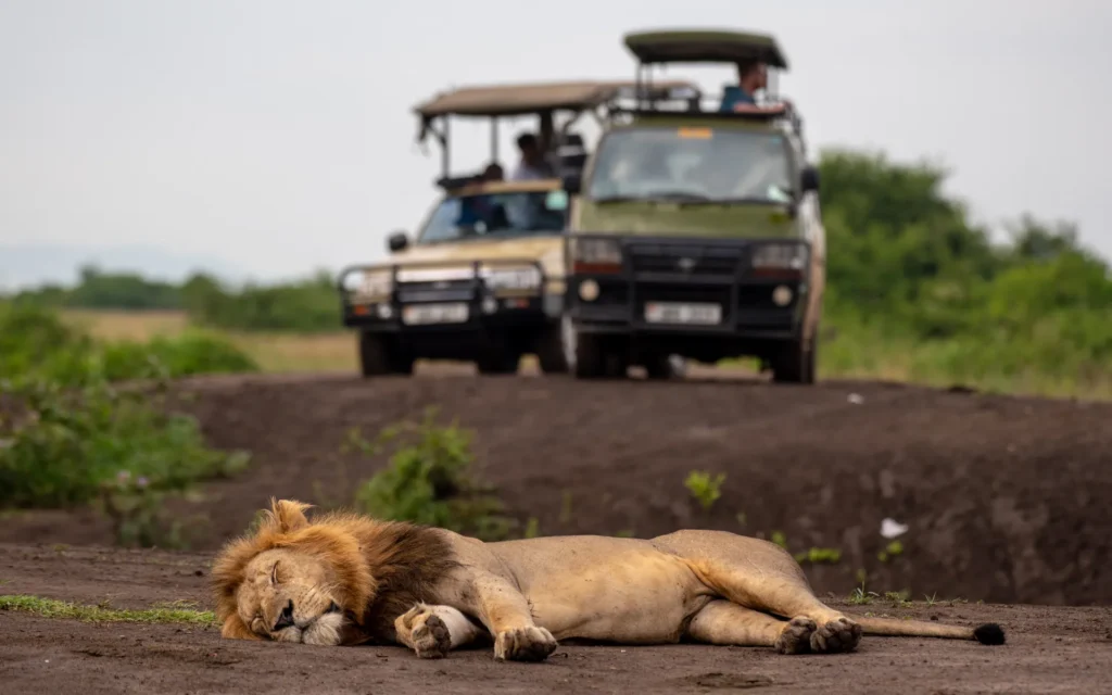 Sleeping lion with safari vehicles behind in Queen Elizabeth National Park