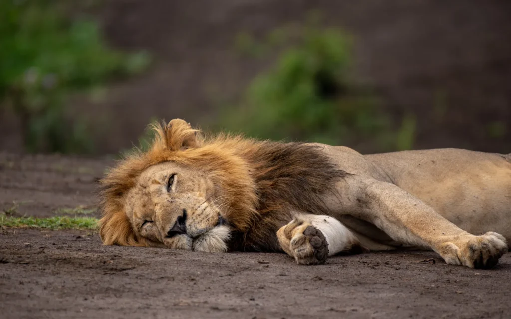 Close view of a sleeping male lion in Queen Elizabeth National Park